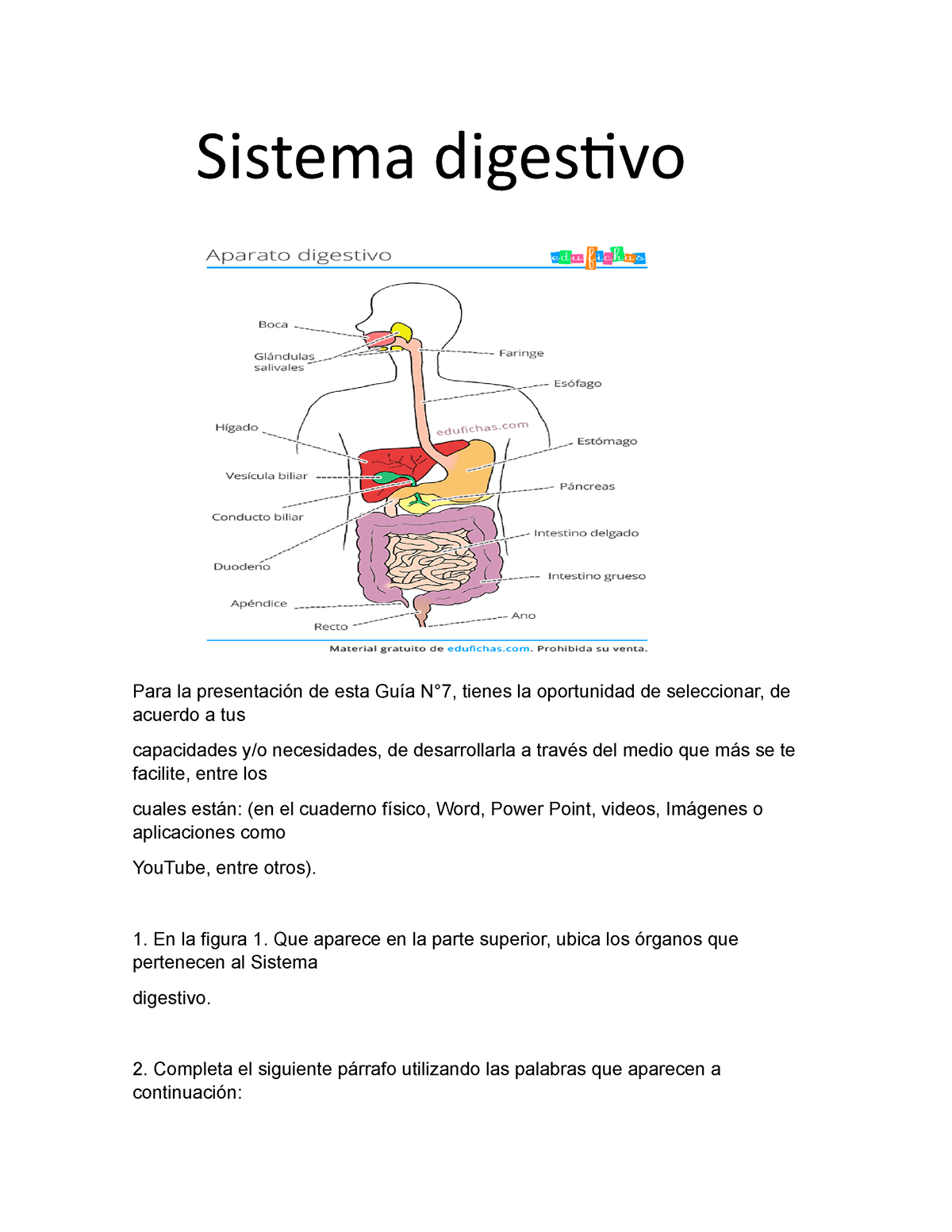 Taller De Sistema Digestivo Sistema Digestivo Para La Presentación De Esta Guía N°7 Tienes La