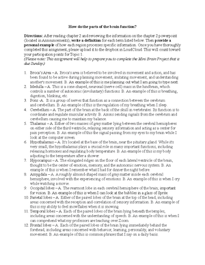 Parts of the Brain Worksheet - StuDocu