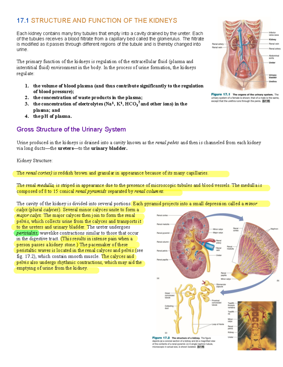 Urinary System - 17 STRUCTURE AND FUNCTION OF THE KIDNEYS Each kidney ...