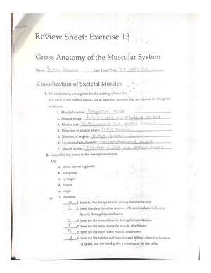 Anatomy Of The Heart Exercise 30 Review Sheet - BIO 108 - Studocu