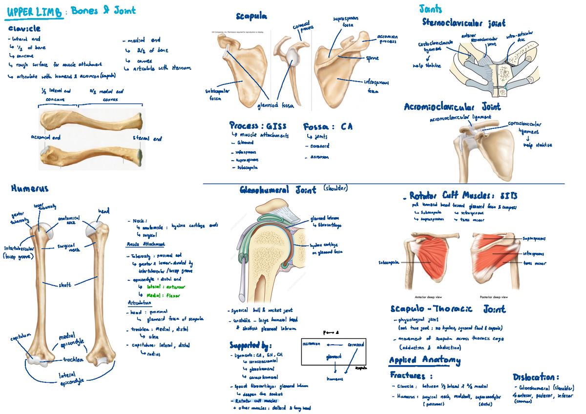 Upper limb - ⑭RLIMB : Bones & Joint scapula supraspinous Joints ...