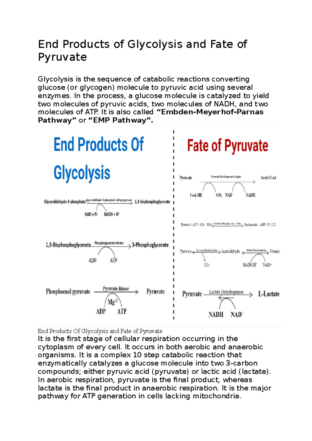 End Products of Glycolysis and Fate of Pyruvate - End Products of ...