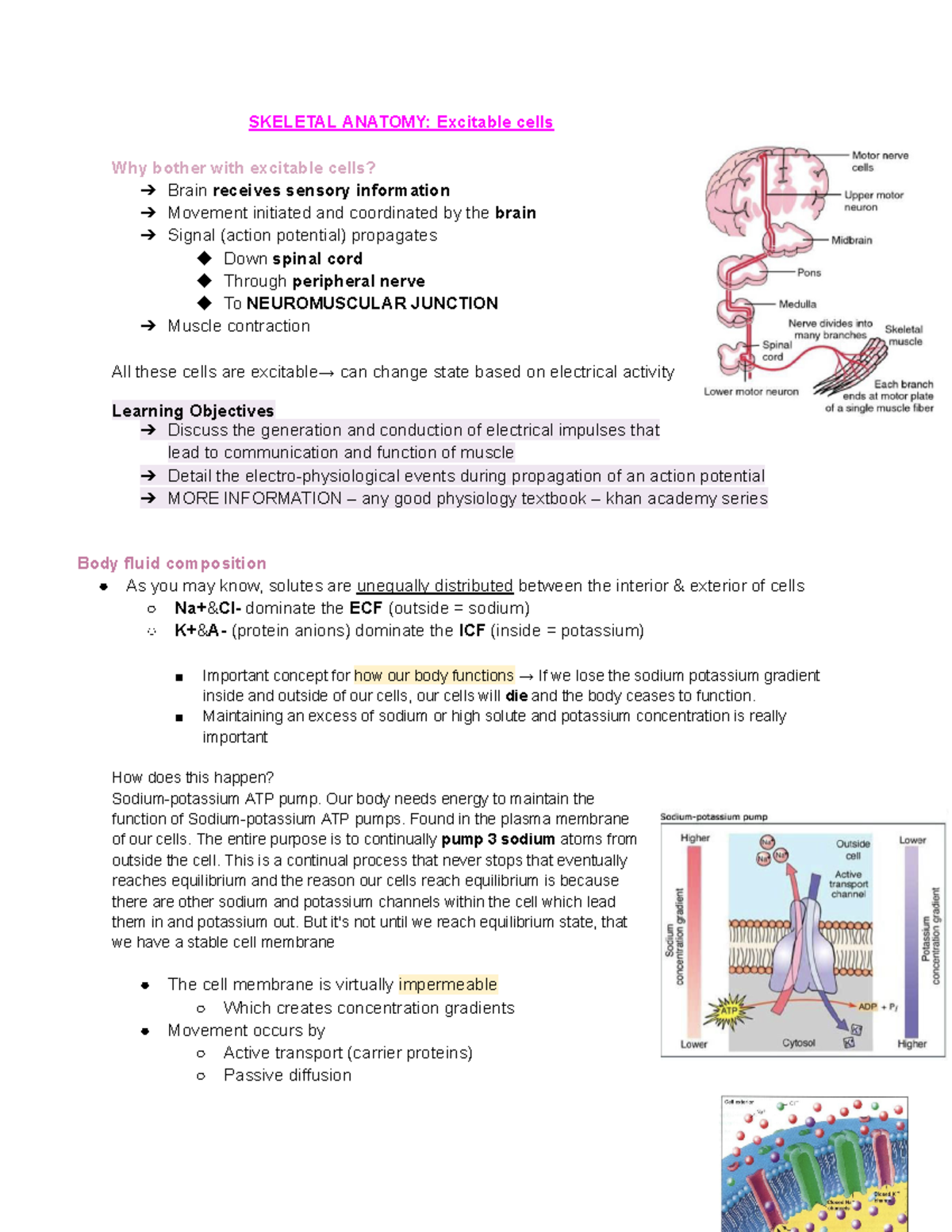 Muscle physiology notes - SKELETAL ANATOMY: Excitable cells Why bother ...