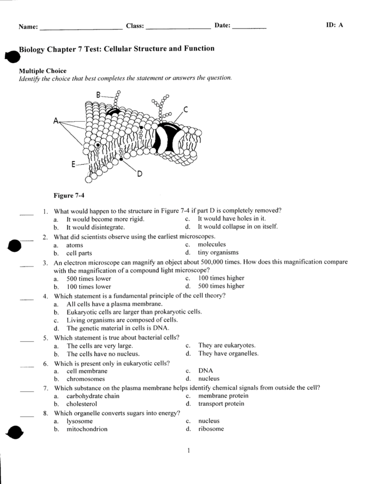 chapter-7-practice-test-name-class-date-id-a-biology-chapter-7