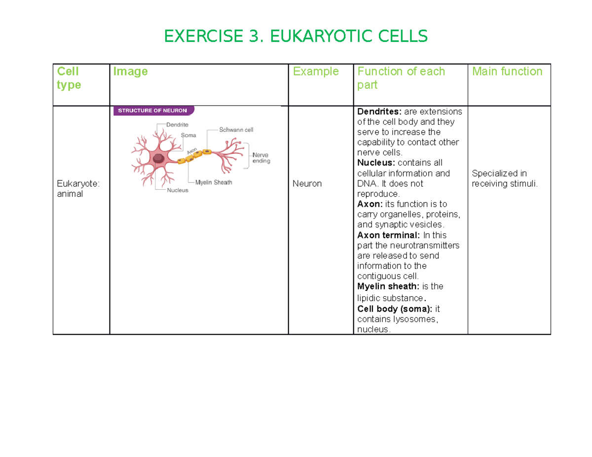 Ejercicio 3 de life science - Cell type Image Example Function of each ...