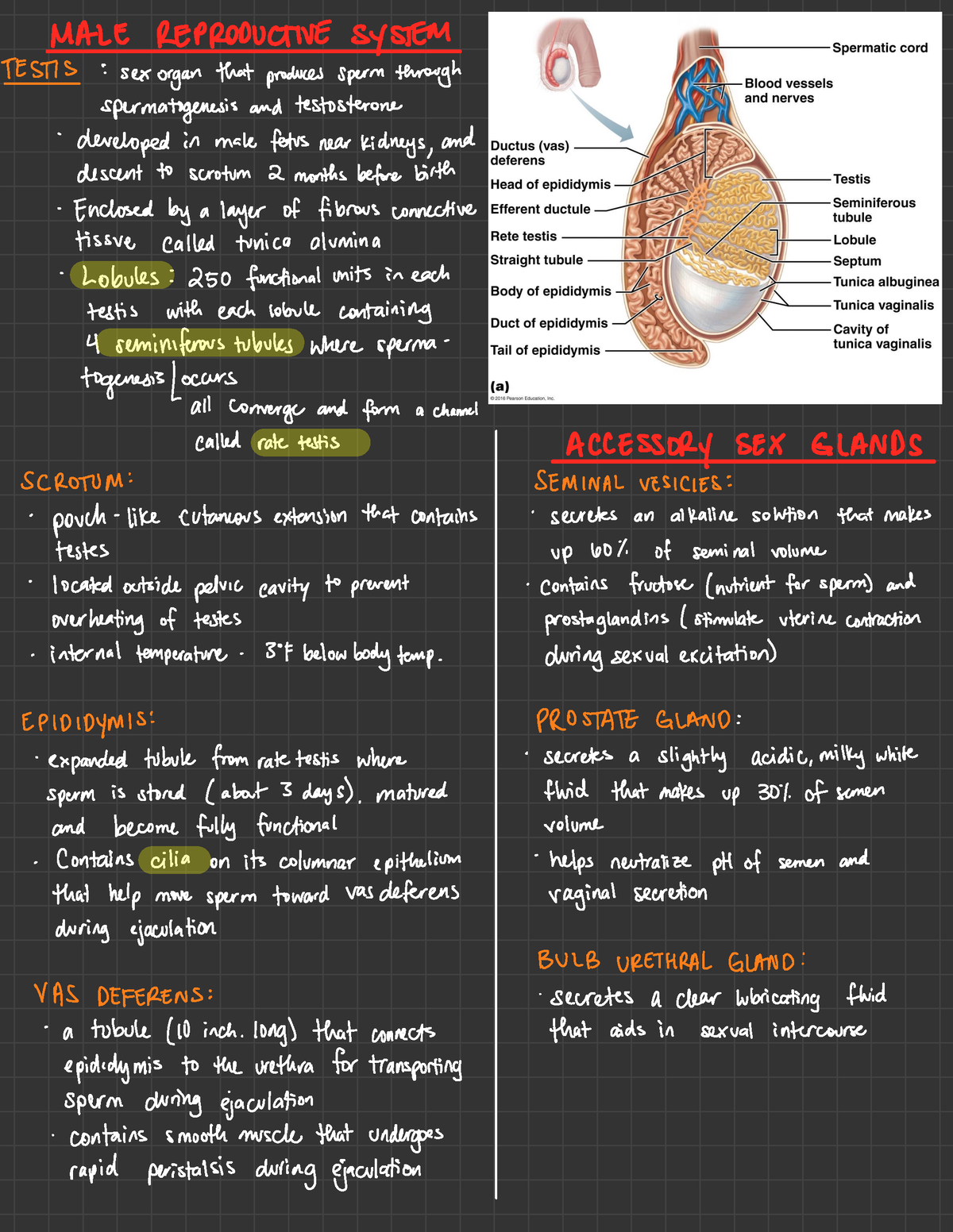 Male Reproductive System - MALE REPRODUCTIVE SYSTEM TESTS : sex organ ...