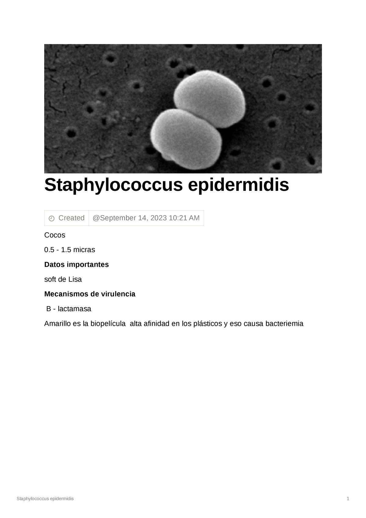 Staphylococcus Epidermidis 219bc780b9384294 Beb30dd9c858e190