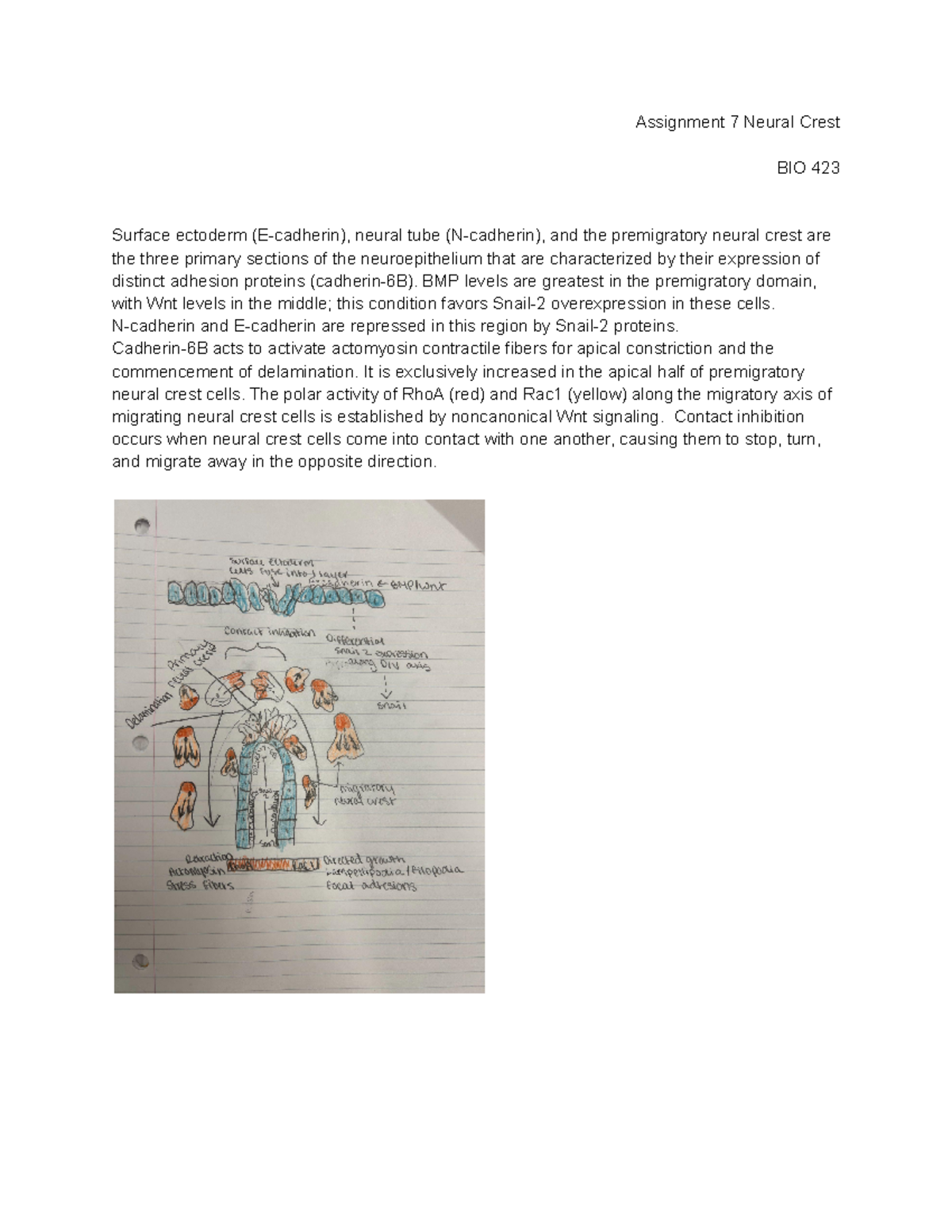 Assignment 7 neural crest - Assignment 7 Neural Crest BIO 423 Surface ...