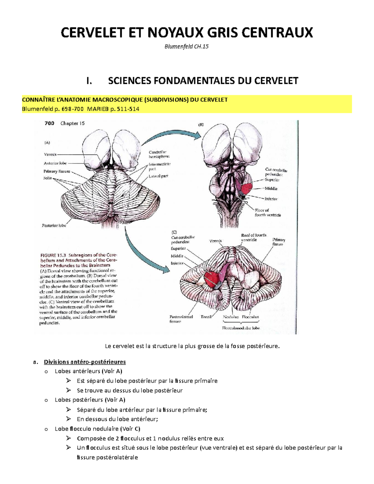 voie des noyaux gris centraux