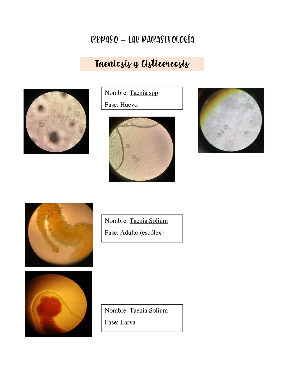 Repaso Para Repaso Lab Parasitología Taeniosis Y Cisticercosis Nombre Taenia Spp Fase