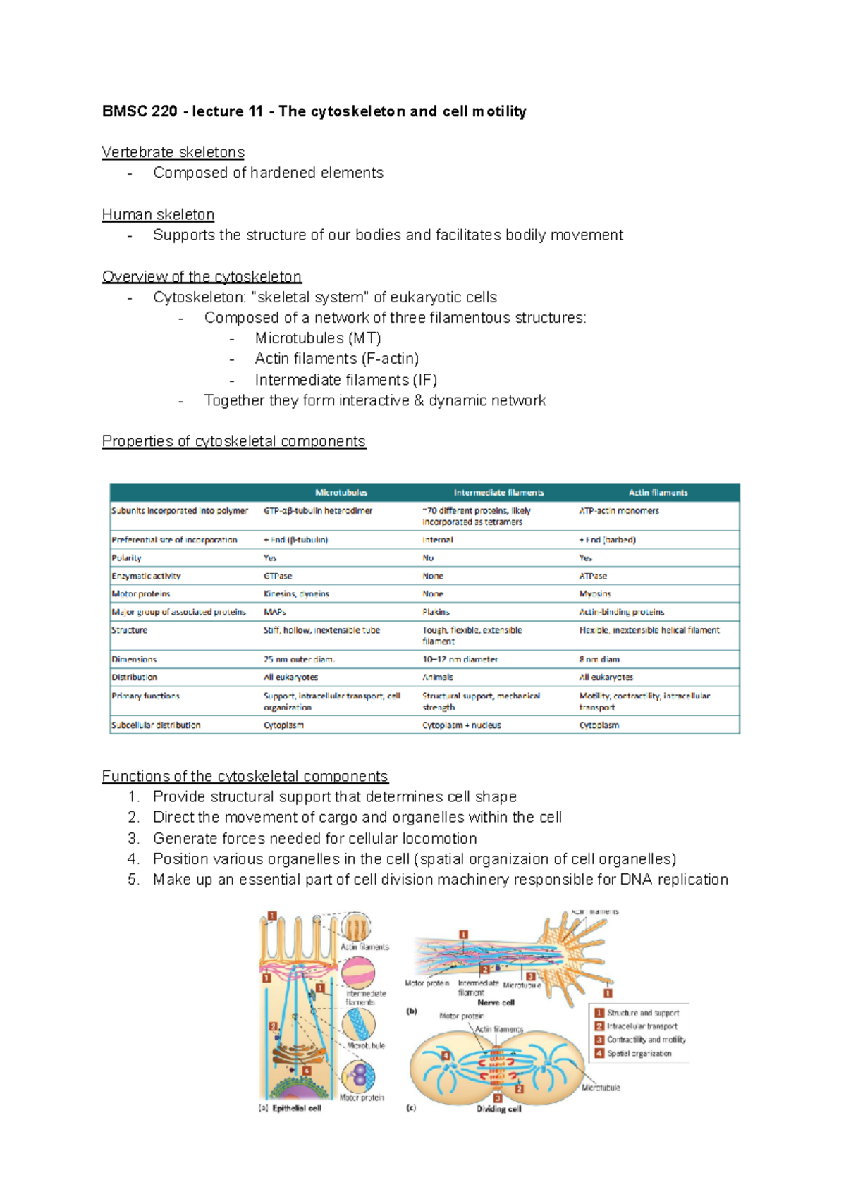 BMSC 220 - Lecture 11 - BMSC 220 - lecture 11 - The cytoskeleton and ...