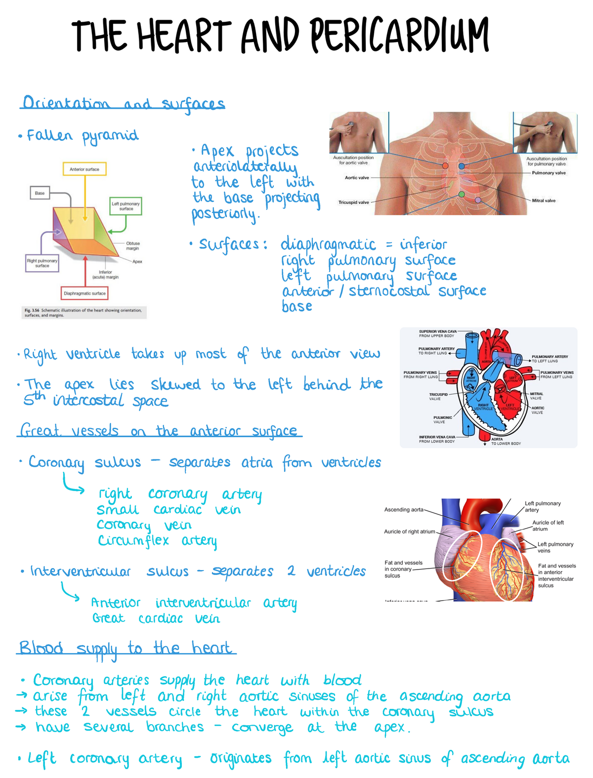 Posterior mediastinum and diaphragm notes - Orientation and surfaces ...