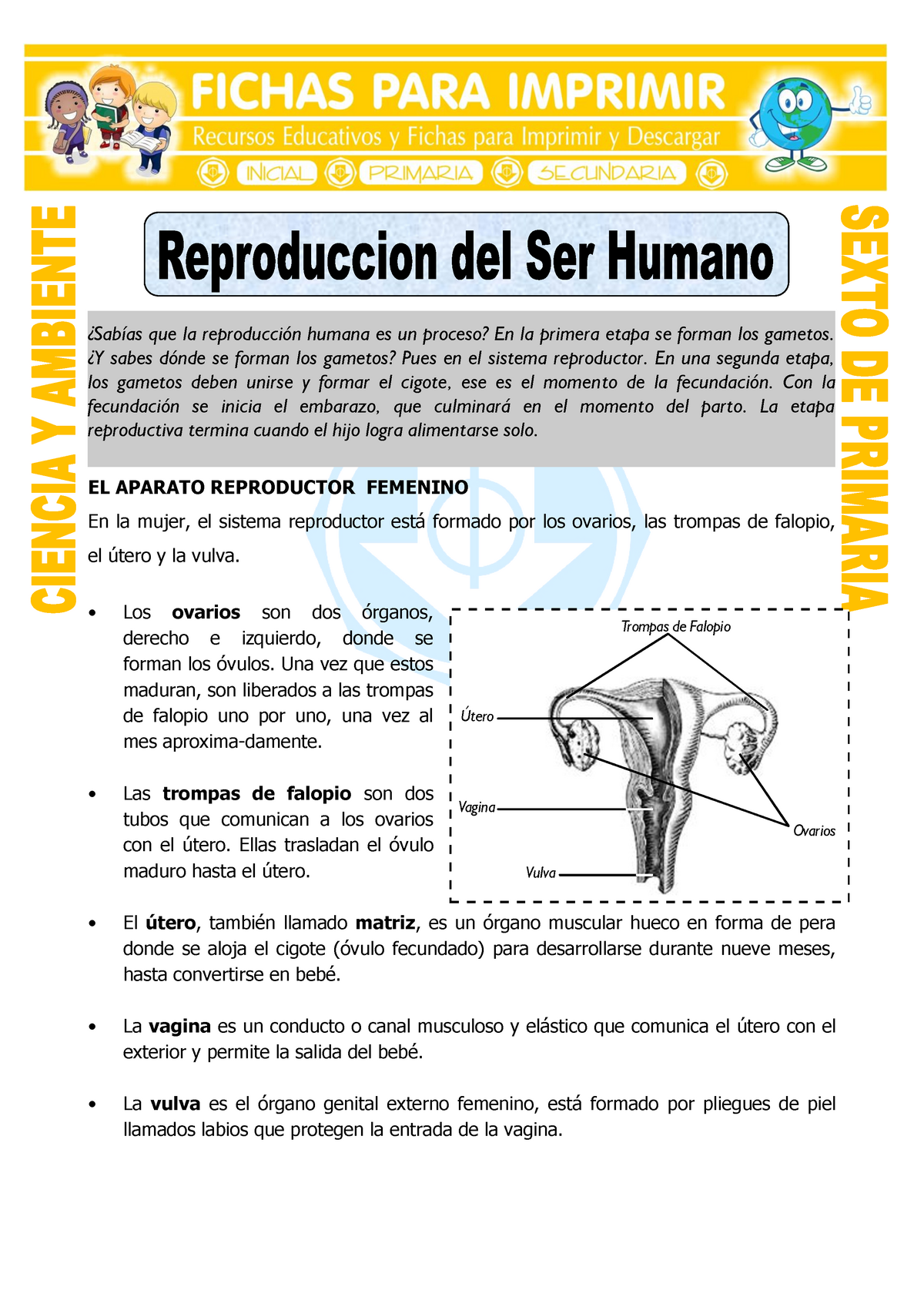 Ficha Reproduccion Del Ser Humano Para Sexto De Primaria ¿sabías Que La Reproducción Humana Es 5665