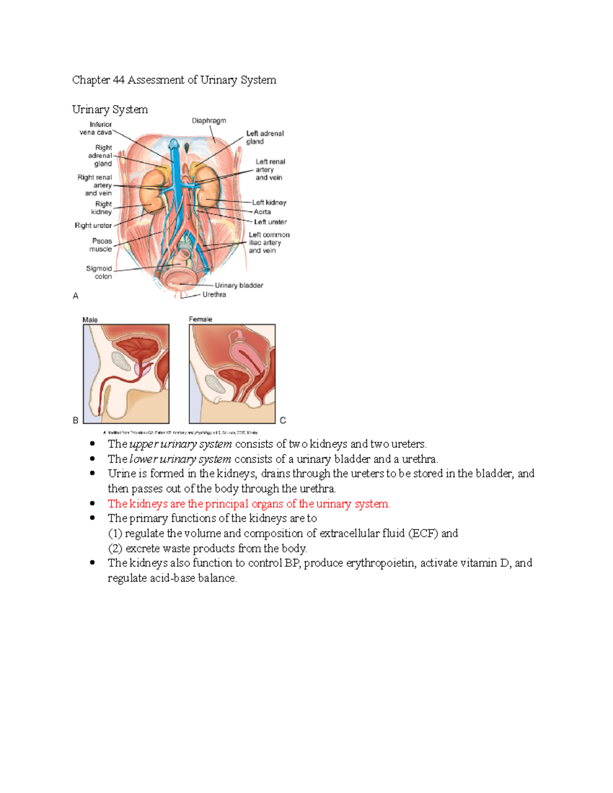 Chapter 44 Assessment of Urinary System - The lower urinary system ...