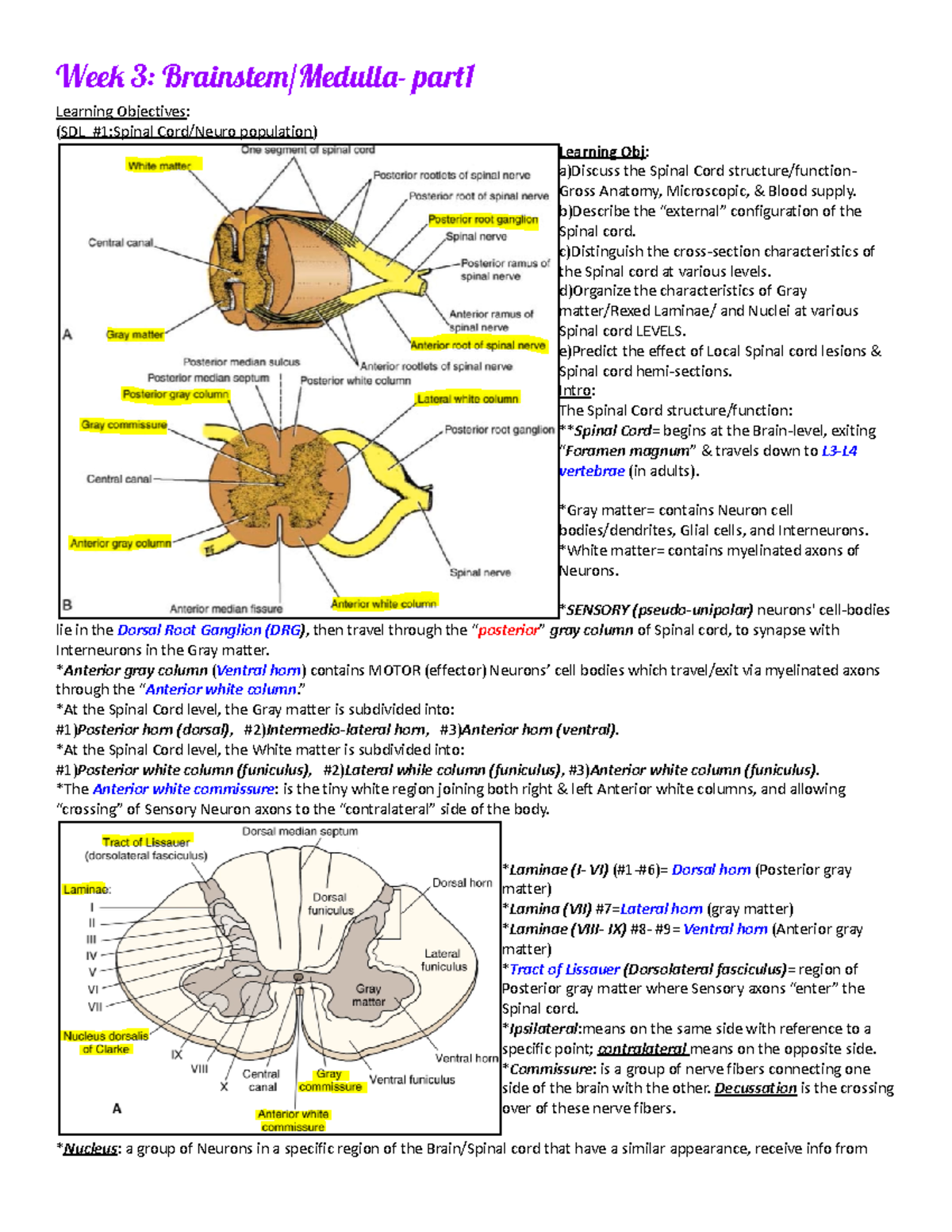 Week 3-Brainstem Spinal Tracts UMN-LMN Lesions - Learning Objectives ...