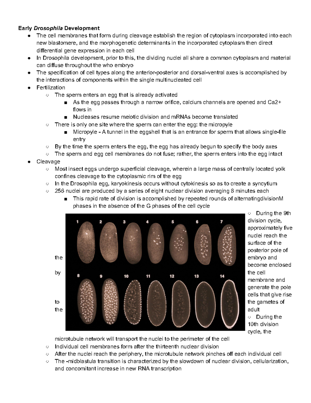 9 The of Axis Specification in Drosophila Early Drosophila Development The cell