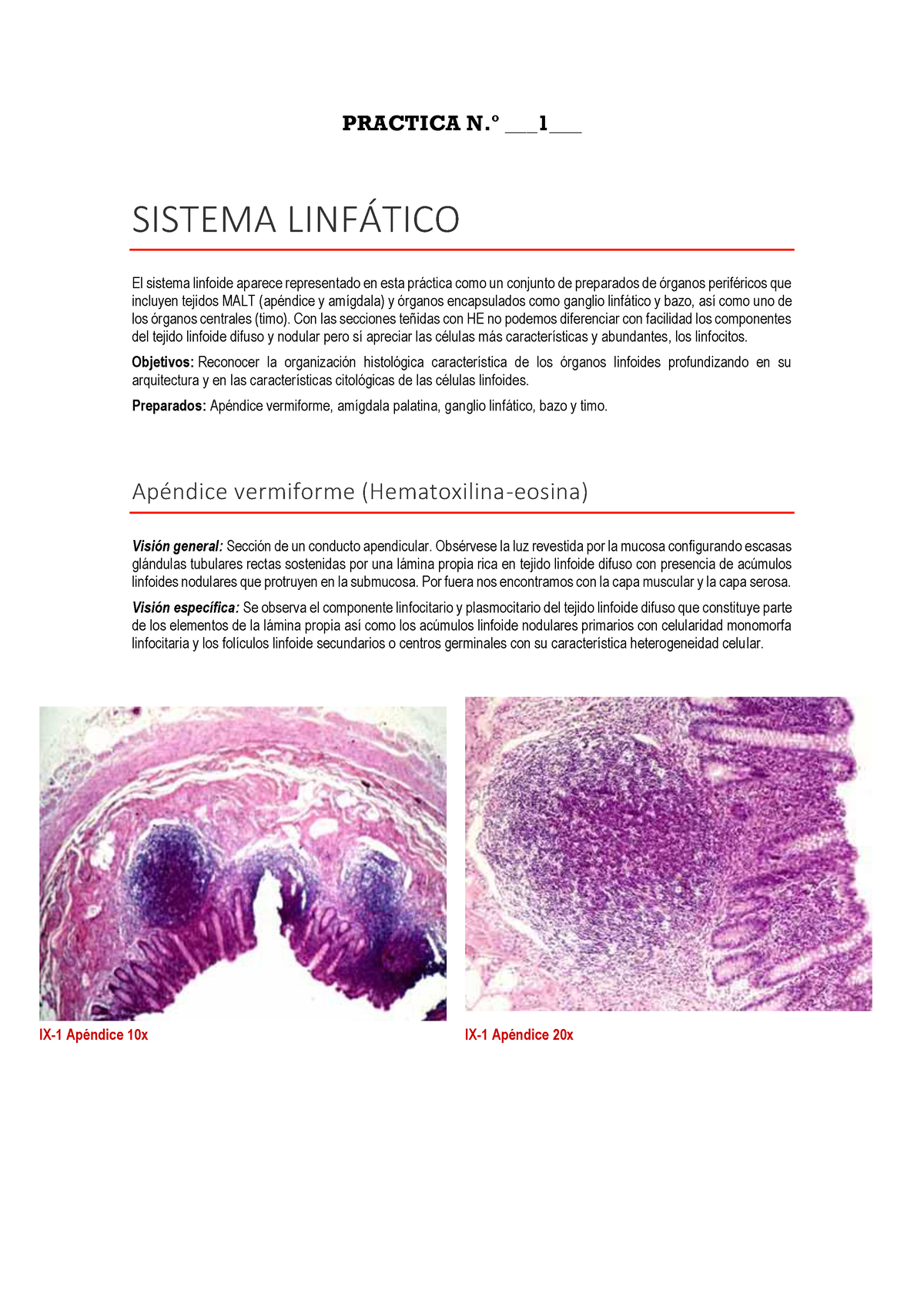 Atlas Sistema Linfatico Histo - PRACTICA N.∫ 1 SISTEMA LINF¡TICO El ...