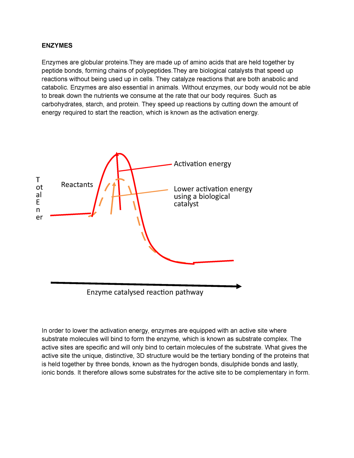 biology essay on enzymes