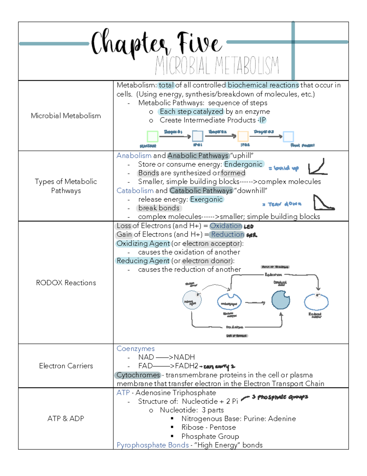 Chapter 3 - Cell Structure & Function - Microbial Metabolism Metabolism ...