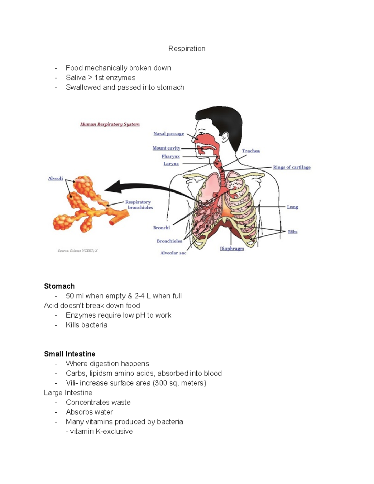 Respiration bio - Respiration - Food mechanically broken down - Saliva ...