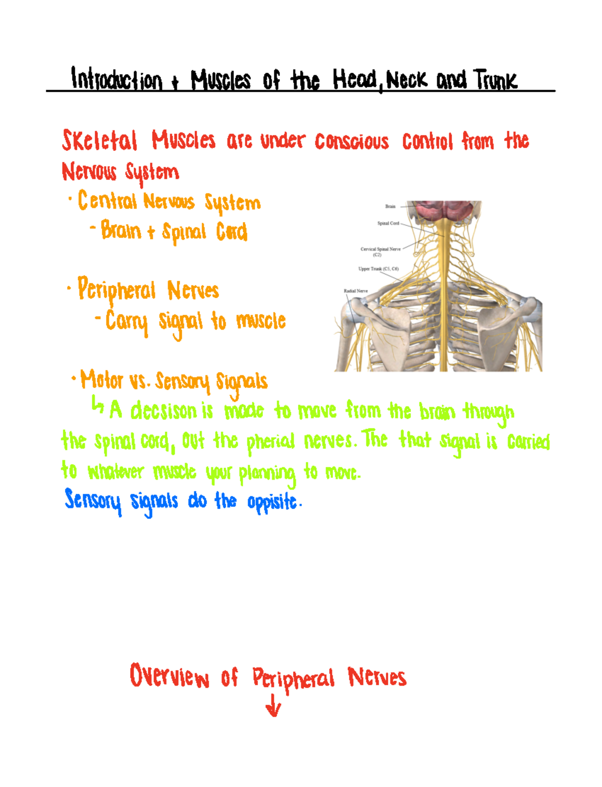 Introduction and muscles of the head, neck and trunk Introduction t