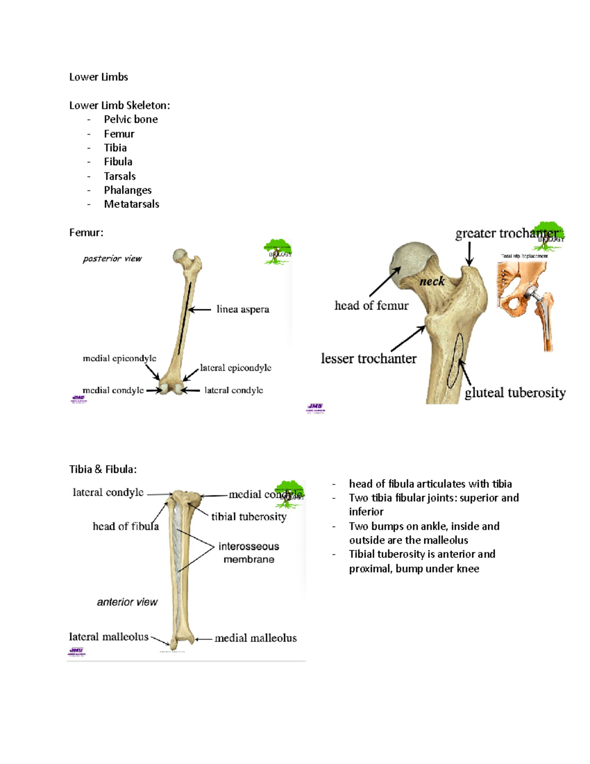 Anatomy-10:05 - Velayudan - Lower Limbs Lower Limb Skeleton: - Pelvic ...