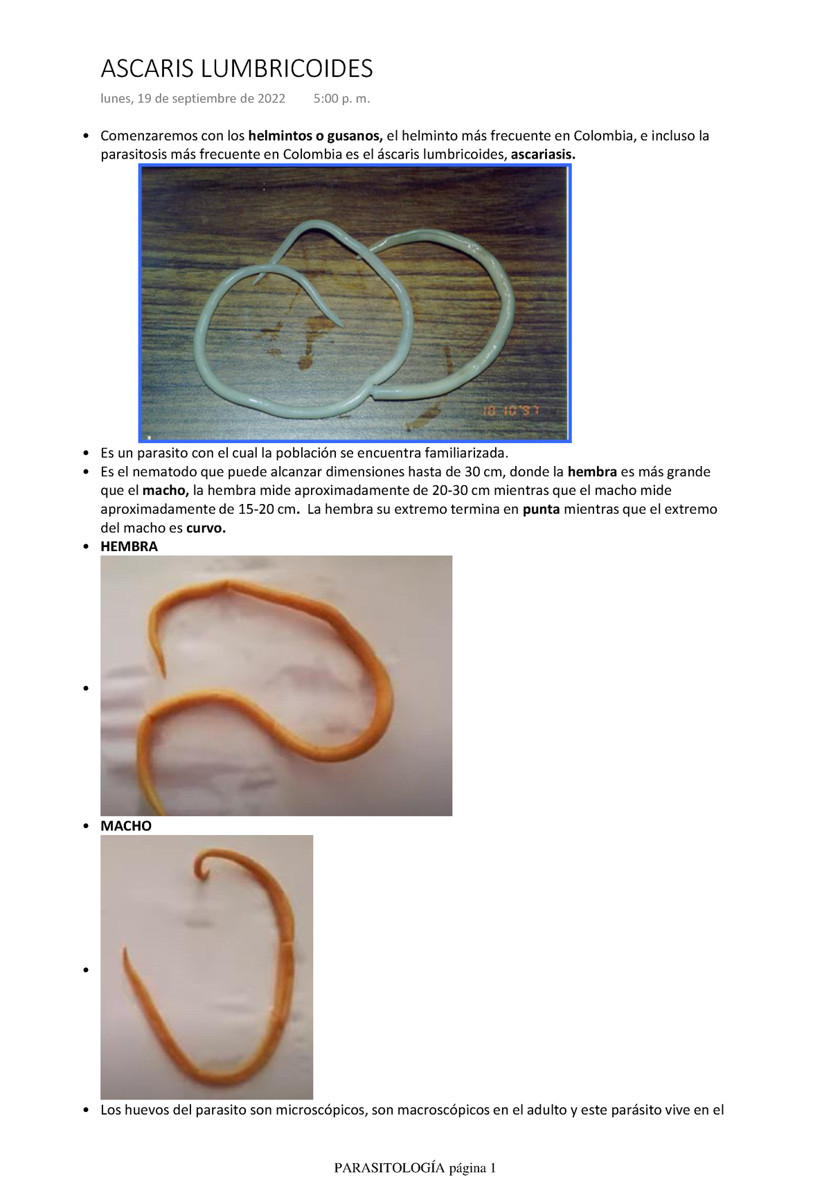 Ascaris Lumbricoides Espero Te Sirvan Démosle Gracias A Xavier Comenzaremos Con Los