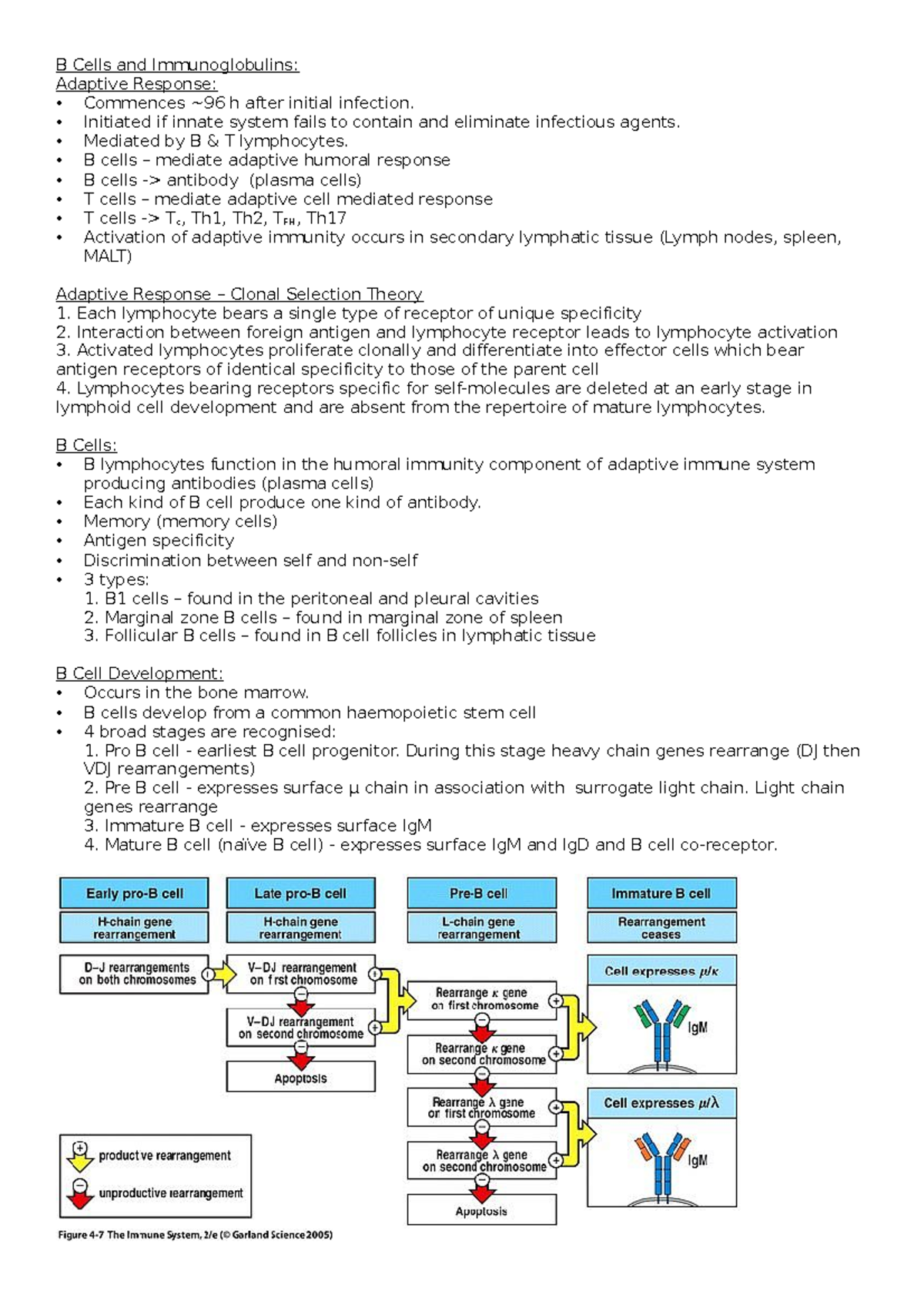 B Cells and Immunoglobulins - B Cells and Immunoglobulins: Adaptive ...