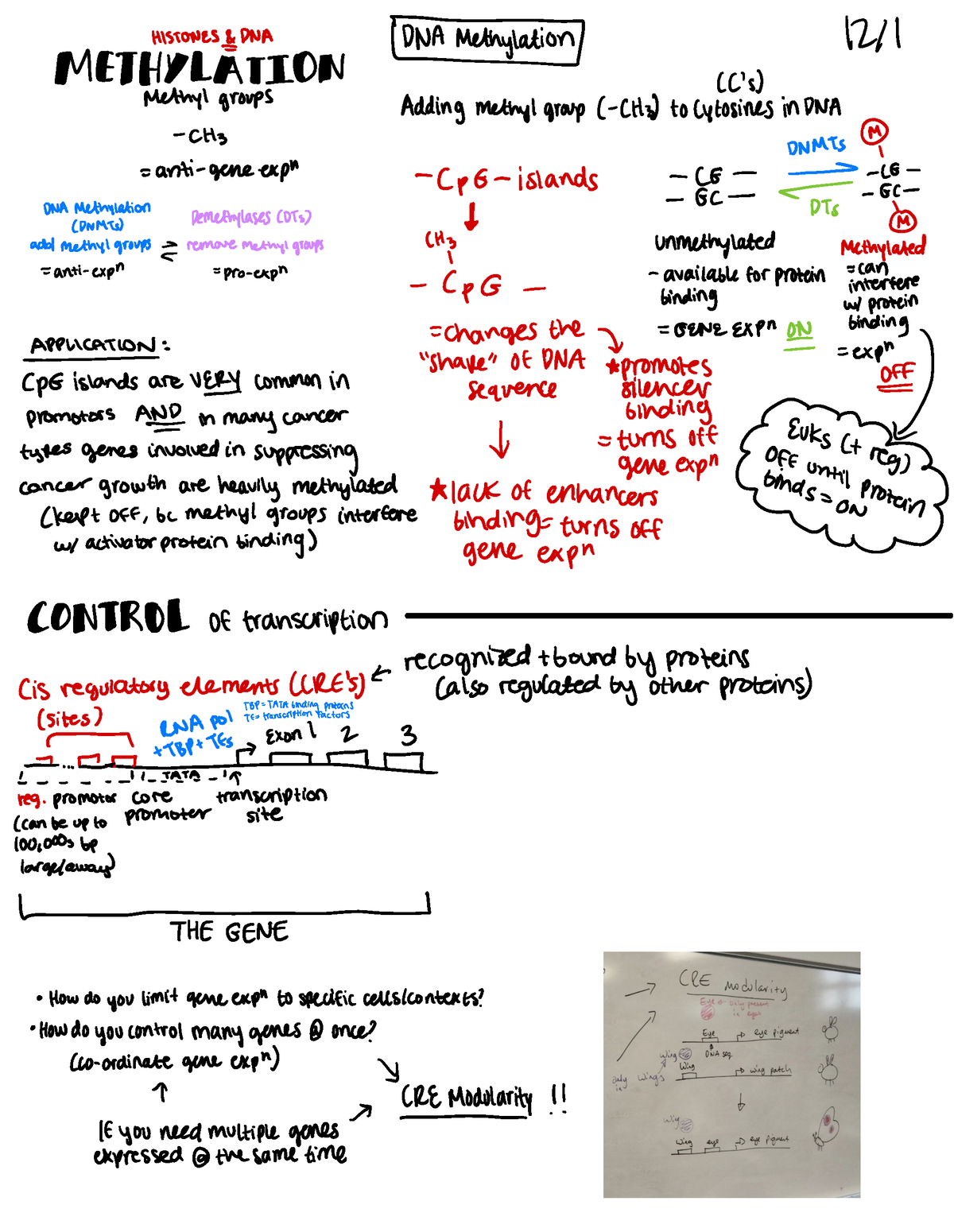 Gene Expression 2 - Dr. Crook Genetics Lecture Notes - Histones Idna 