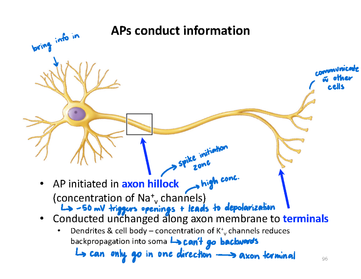 L610 Nervous System - notes. - AP initiated in axon hillock ...