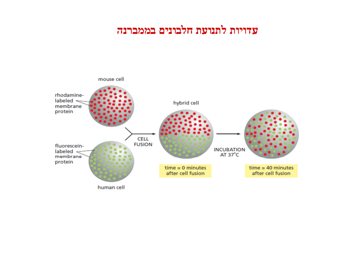 Membrane transport - בממברנה חלבונים לתנועת עדויות התא ממברנת נוזליות ...