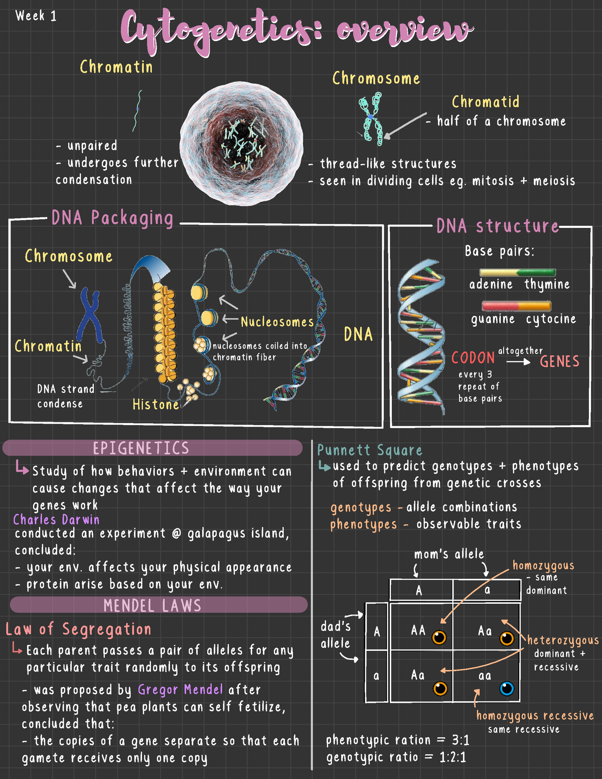 Cytogenetics Overview - FEU - Studocu