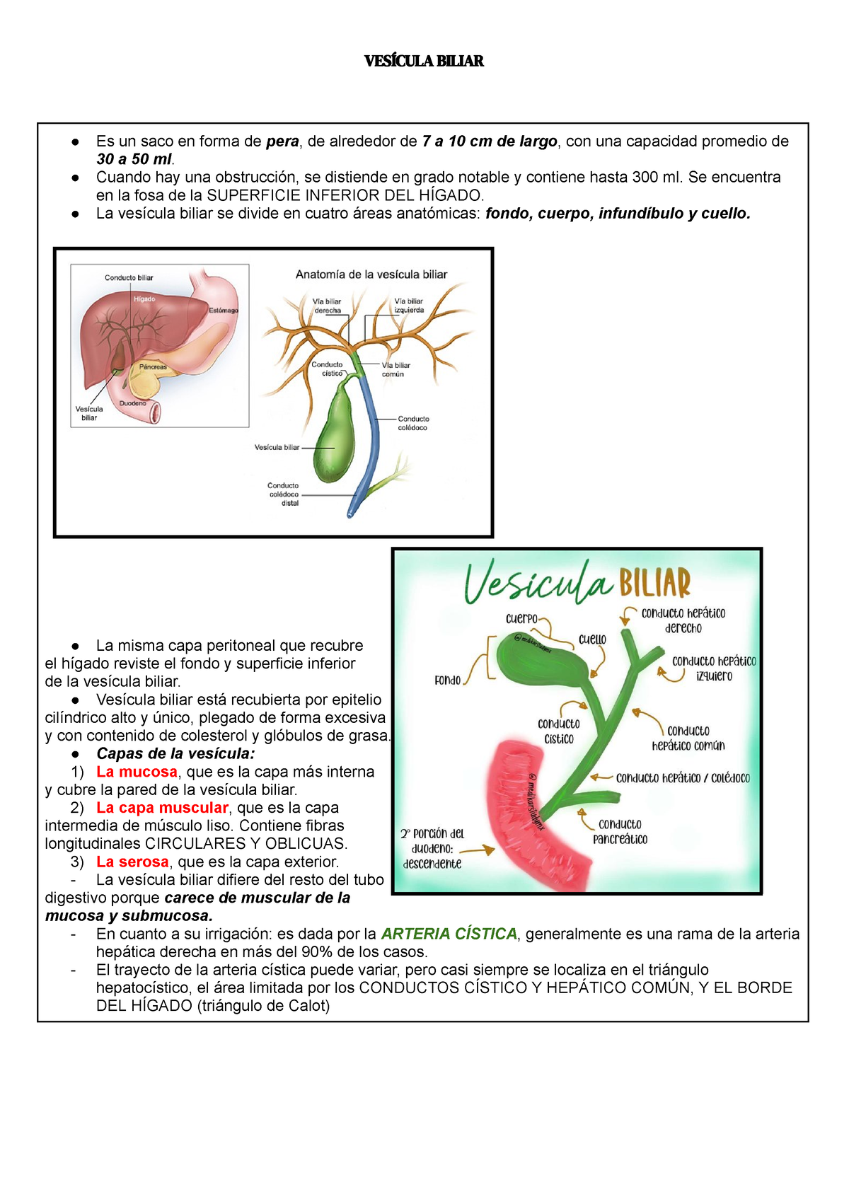 Vesicula Biliar ANATOMIA Y FISIOLOGIA - Es un saco en forma de pera, de ...