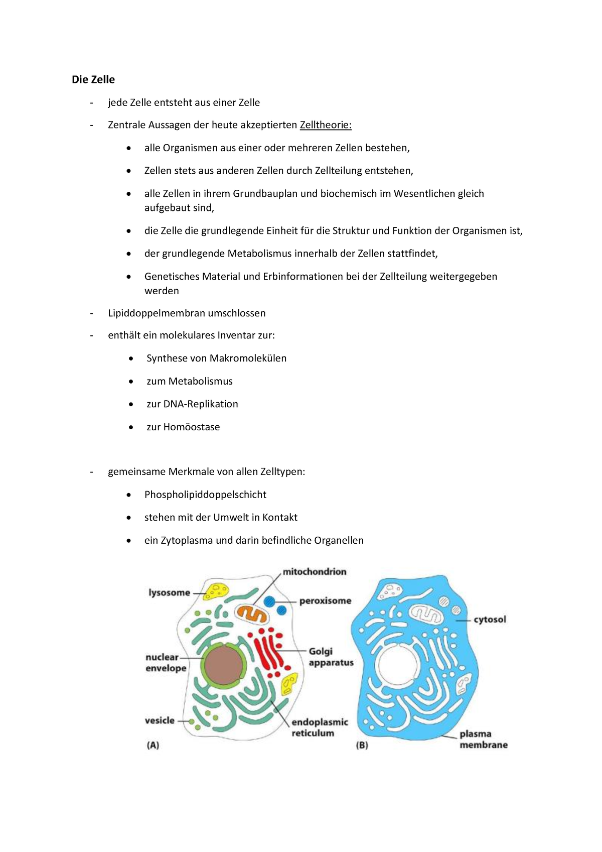 Basis Praxis 1 Zellbiologie Klausur Notizen - Die Zelle Jede Zelle ...