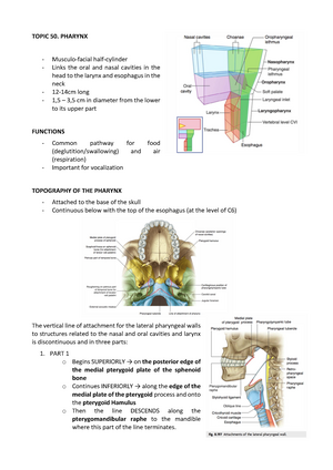 Topic 50. Pharynx - Summary Anatomy TOPIC 50 PHARYNX Links the oral and
