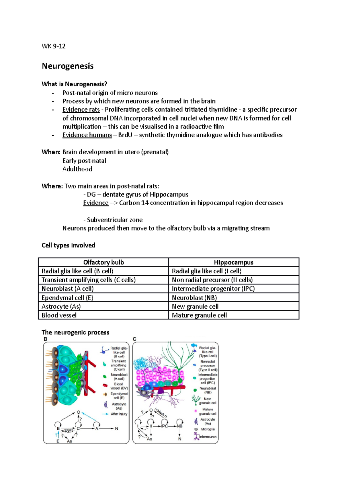 lecture notes for Weeks 9-12 (last MST) - WK 9- Neurogenesis What is ...