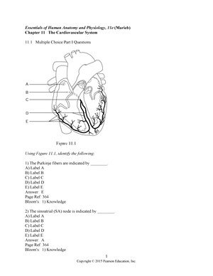 Chapter 16 - Reproductive System - Essentials of Anatomy and Physiology ...