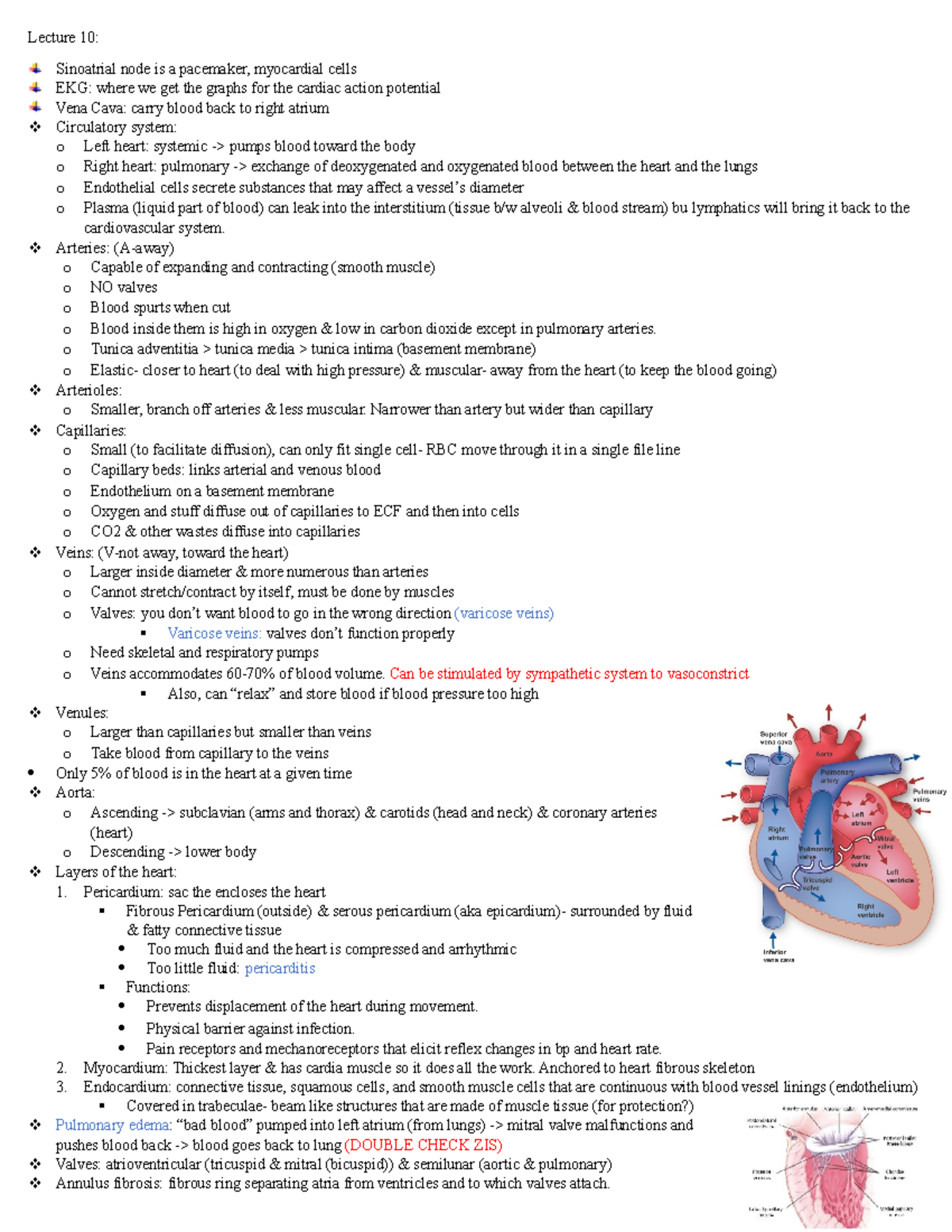 Lecture 10 - HEART pathologies - Lecture 10: Sinoatrial node is a ...