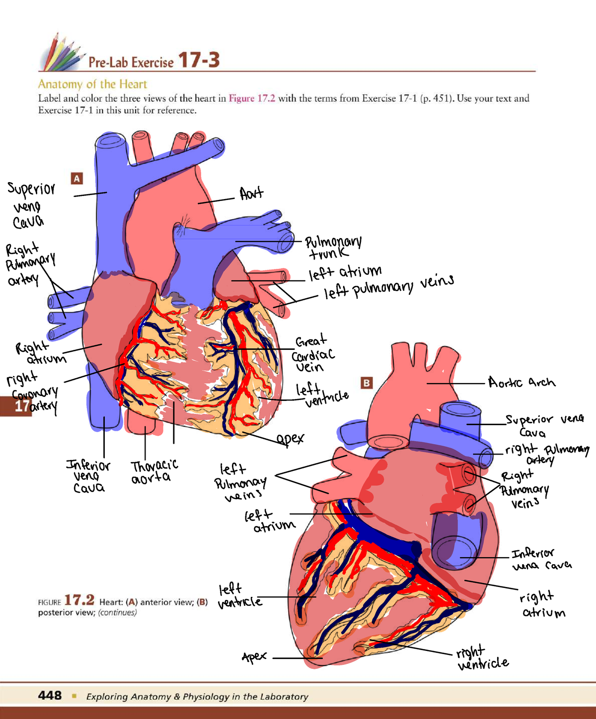 assignment on heart