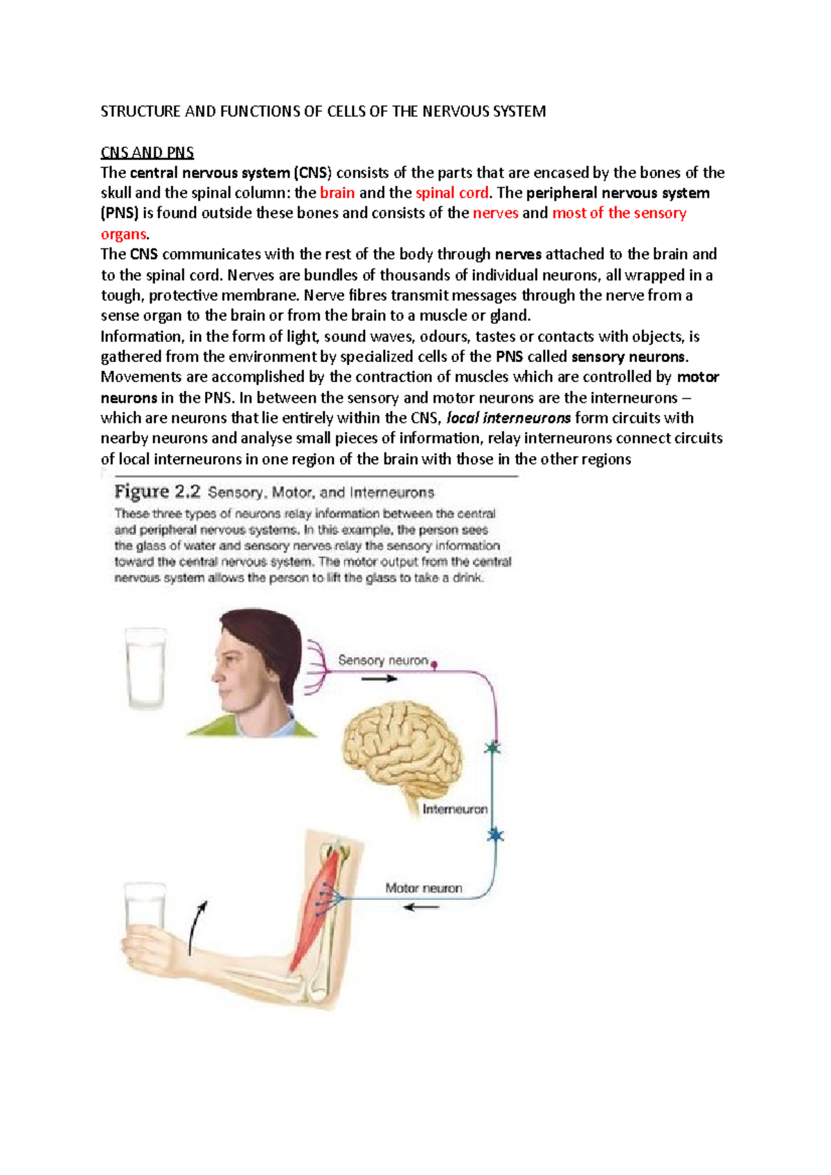 Structure AND Functions OF Cells OF THE Nervous System - STRUCTURE AND ...