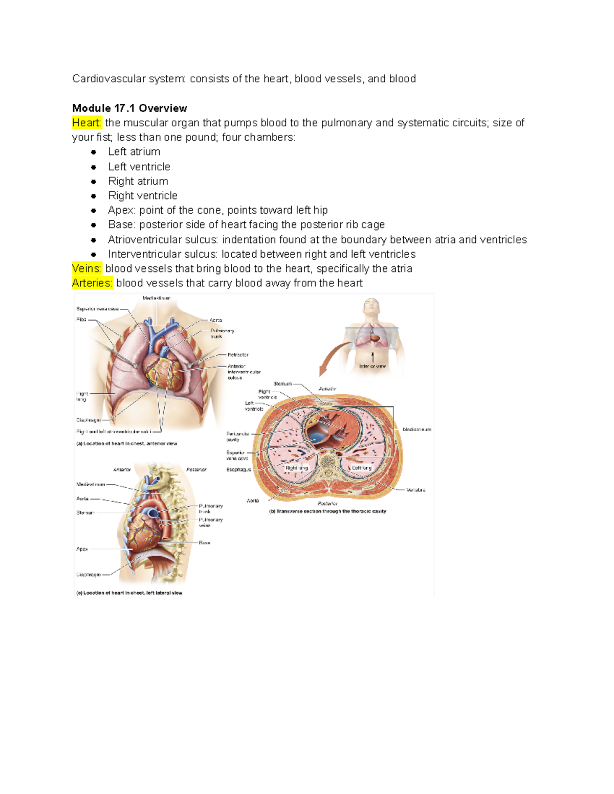 Chapter 17 The Cardiovascular System I The Heart - Cardiovascular ...