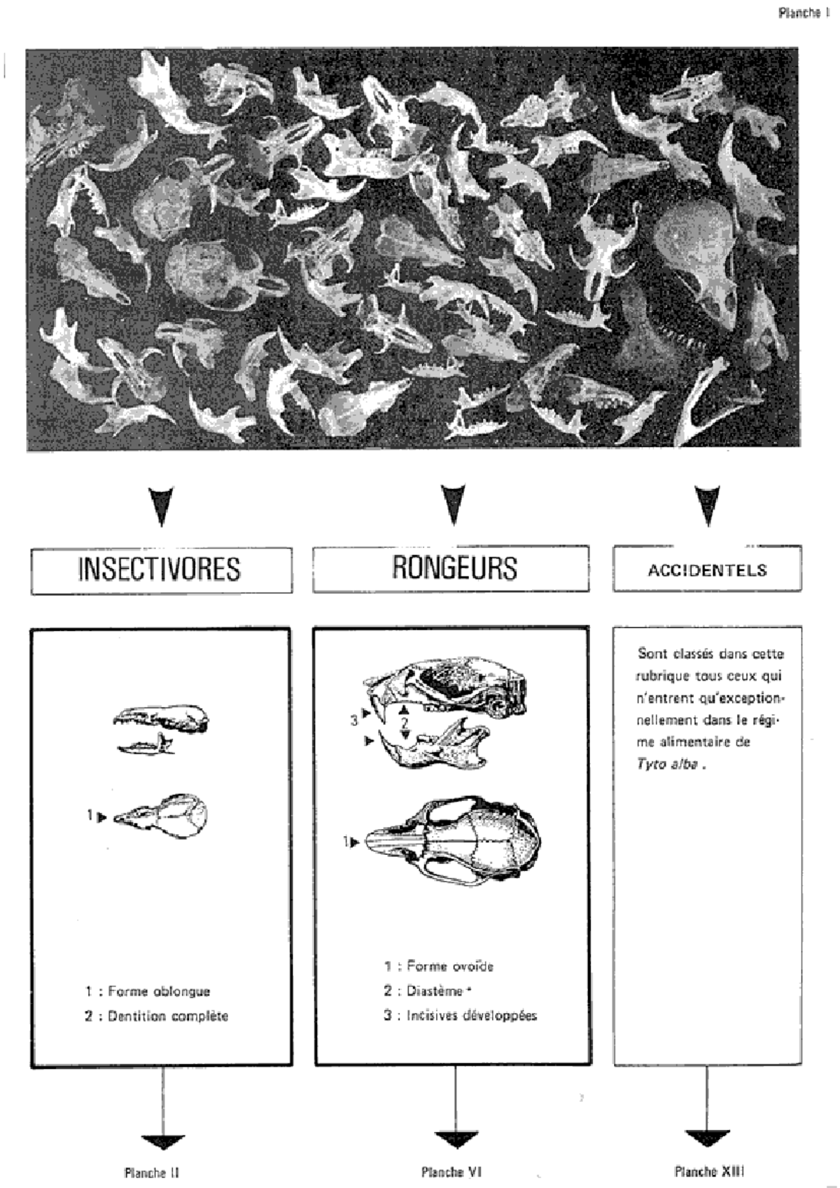 Clé de détermination utilisée en TP - Planche I INSECTIVORES RONGEURS ...