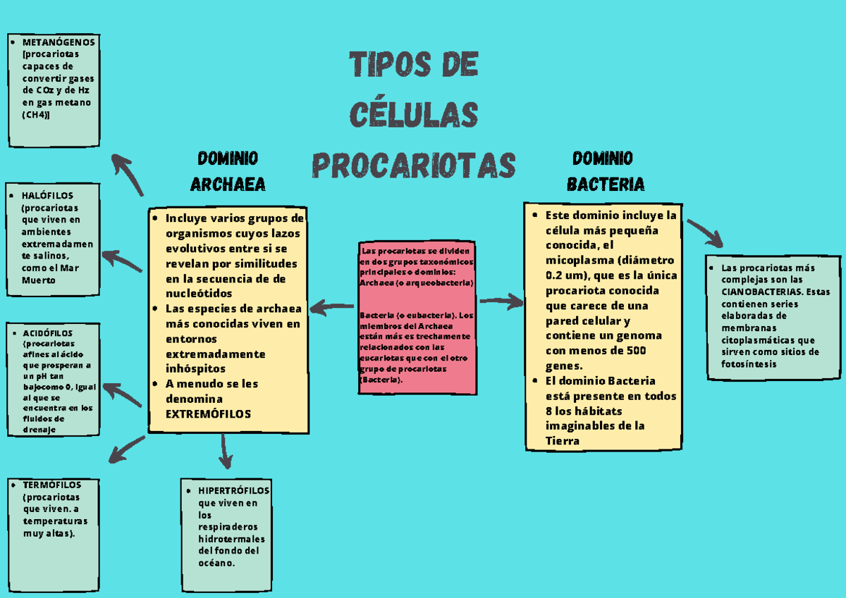 Tipos de células procariotas - Tipos de células procariotas Incluye ...
