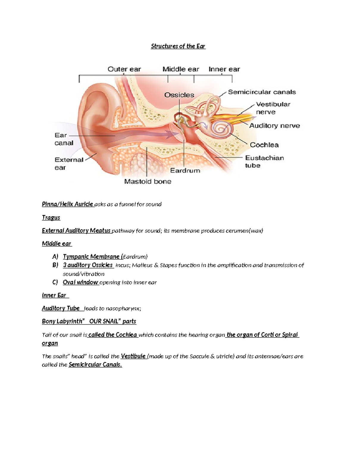 Structures of the Ear trudy's handout - Structures of the Ear Pinna ...