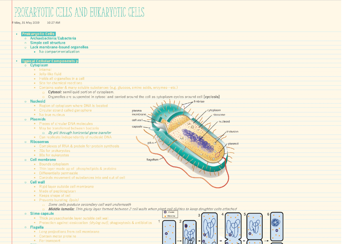 Cell Biology: Prokaryotic Cells And Eukaryotic Cells - Studocu