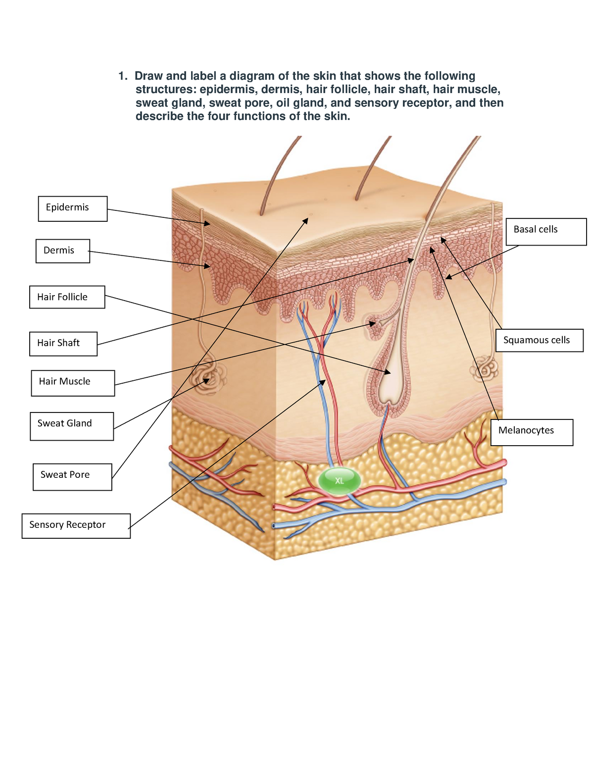 Human Body Actividad 2 - 1. Draw and label a diagram of the skin that ...