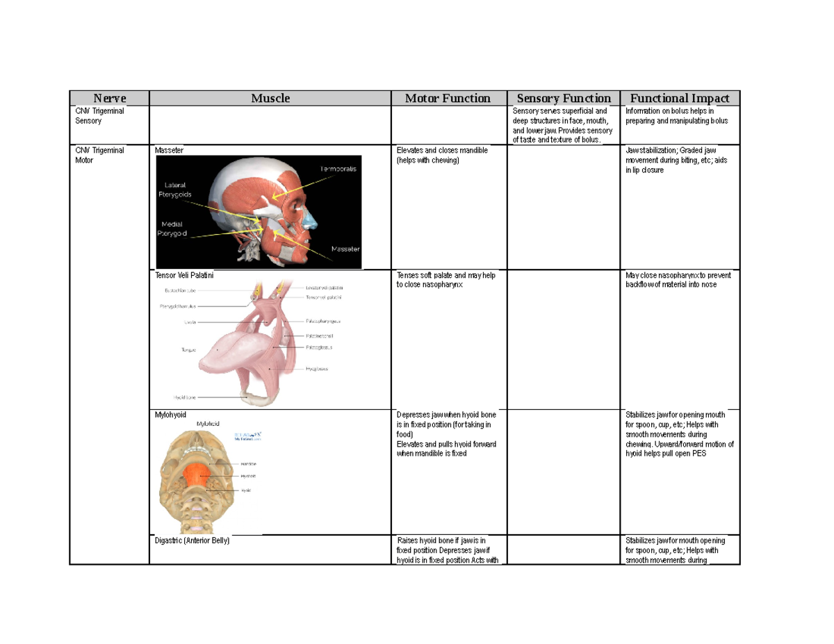 Visual for Swallowing, Cranial Nerves and Muscles NerveMuscleMotor