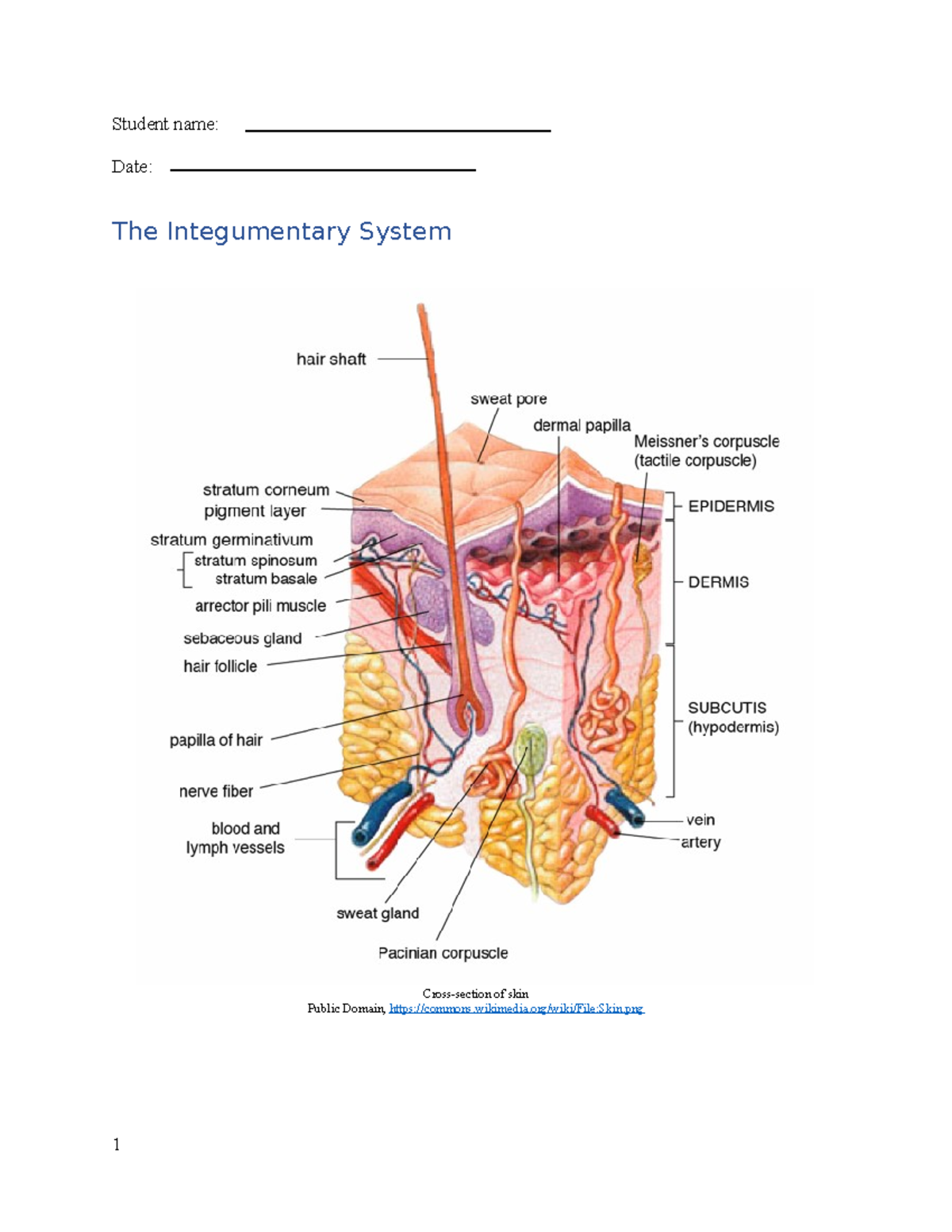 Biol210L Integumentary system Lab Manual - Student name: Date: The ...