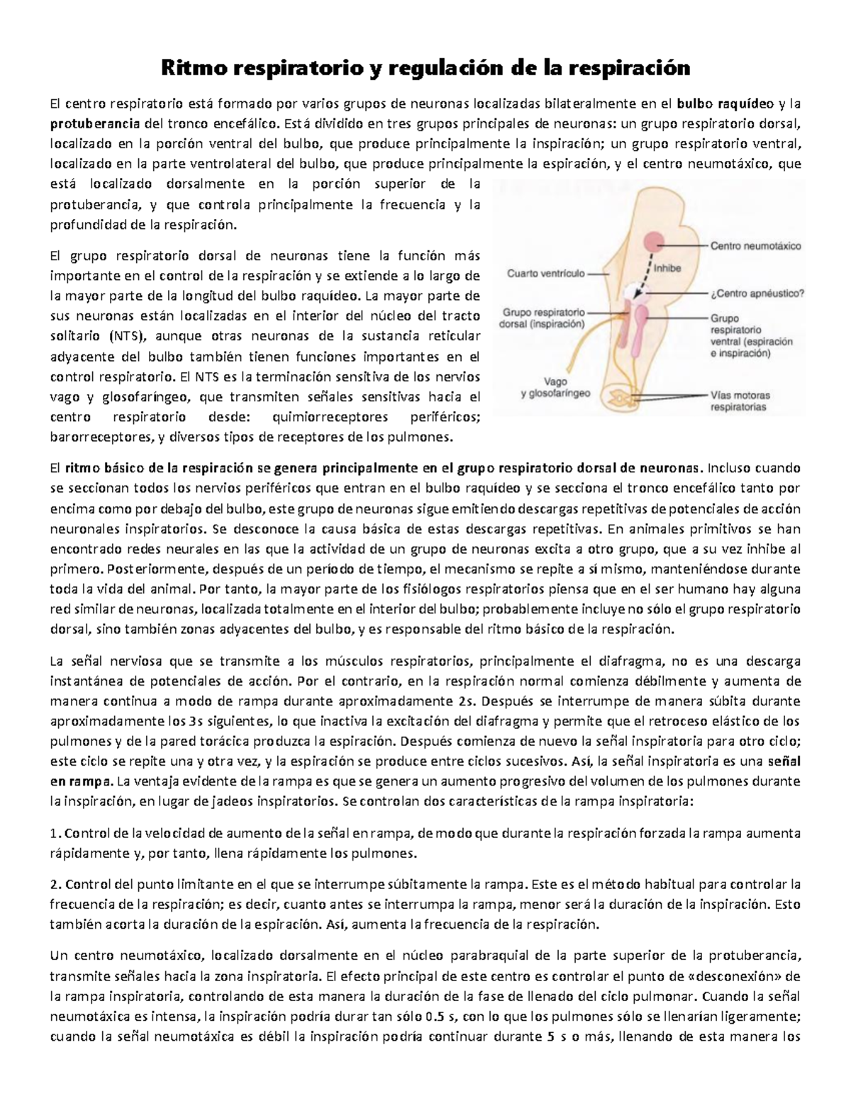 Ritmo respiratorio y regulación de la respiración - Ritmo respiratorio ...