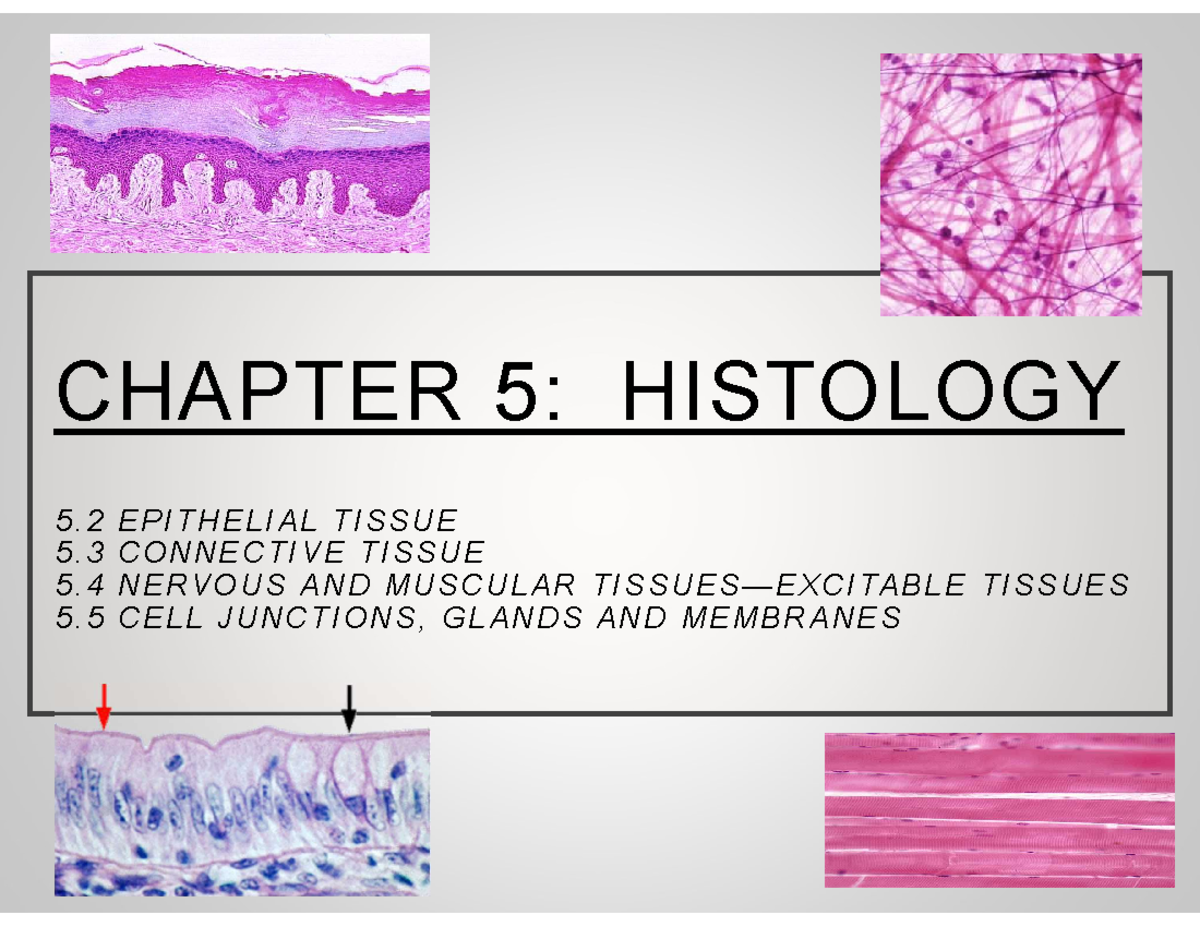 Chapter 5 Histology - CHAPTER 5: HISTOLOGY 5. 2 E P I T H E L I A L T I ...